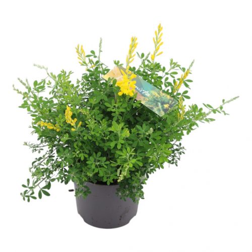  Cytisus x racemosus 'Genista' struik - Zanót