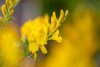  Cytisus x racemosus 'Genista' struik - Zanót