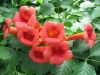 Campsis radicans mix - Trombitafolyondár