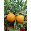 Citrus reticulata 'Mandarino' - Mandarin