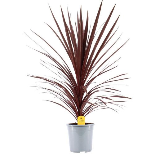 Cordyline Australis 'red star' - Déli Bunkóliliom