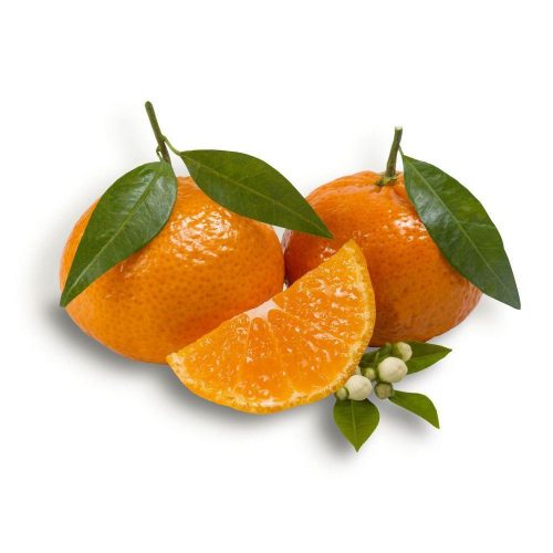 Citrus reticulata 'Tardino' - Mandarin (TERMÉS NELKÜLI) fóliakonténerben