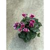 Cyclamen Super 'Fuji Purple' - Ciklámen