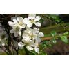 Chaenomeles speciosa 'Nivalis' – Fehér virágú japánbirs