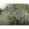 Chaenomeles speciosa 'Nivalis' – Fehér virágú japánbirs