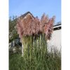 Cortaderia selloana 'Rosea' - Pampafű