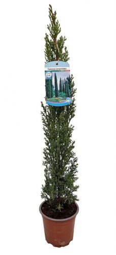 Cupressus sempervirens 'Totem' - Európai ciprus