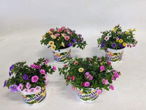 Calibrachoa 'Triobells pastel' - Petúnia