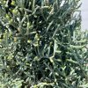 Cupressus arizonica Fastigiata - Oszlopos Arizóniai Ciprus