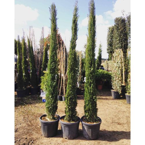 Cupressus sempervirens 'Pyramidalis' - Oszlopos olaszciprus