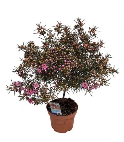 Chamelaucium Waxflower 'Purple south' - Viaszvirág