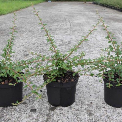 Cotoneaster x suecicus 'Coral Beauty' - Madárbirs