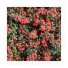 Cotoneaster x suecicus 'Coral Beauty' - Madárbirs