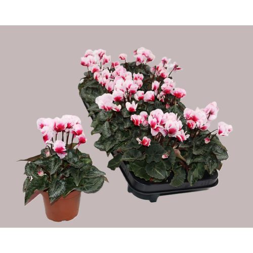 Cyclamen persicun 'Aloha red' - Perzsa ciklámen / szobaciklámen