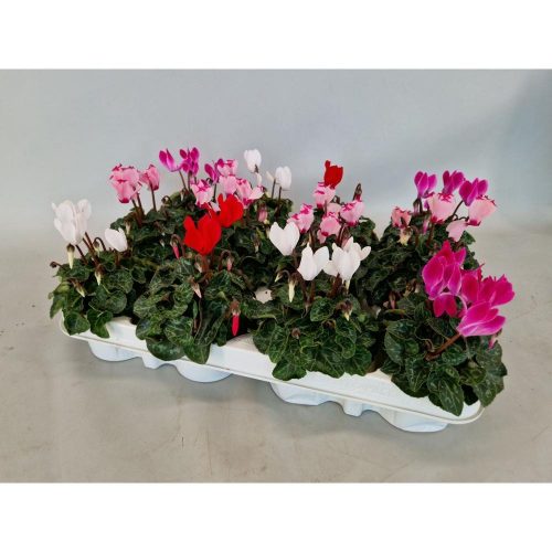 Cyclamen 'Persicum' mix - Ciklámen