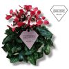 Cyclamen Super Serie 'Djix Red' - Ciklámen