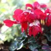 Cyclamen Super Serie 'Djix Red' - Ciklámen