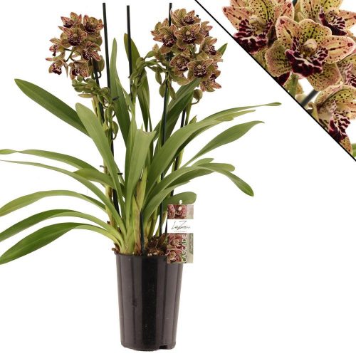 Cymbidium "Magic Vogel" - 4 ágú Csónakórchidea