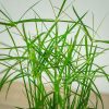 Cyperus 'Jela' - Palka