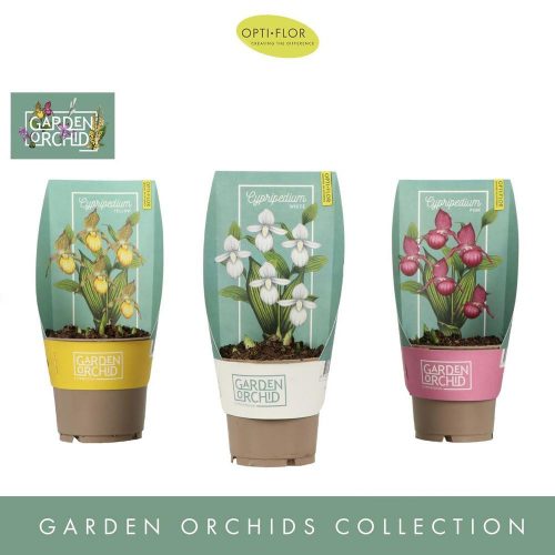 Cypripedium MIX -  orchidea