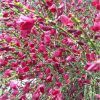 Cytisus 'Boskoop Ruby' - Zanót