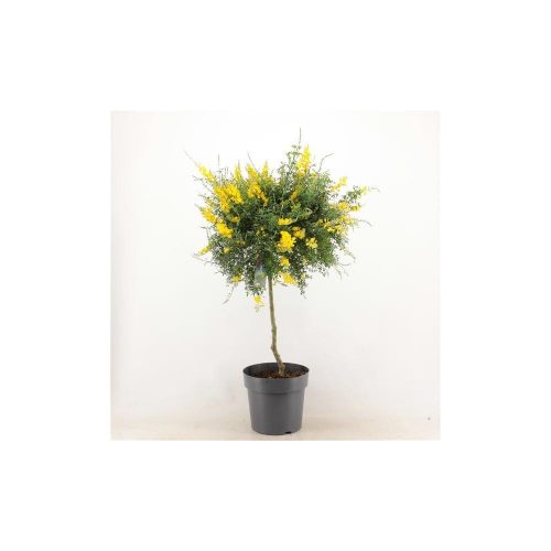 Cytisus x racemosus 'Genista' ball - Zanót