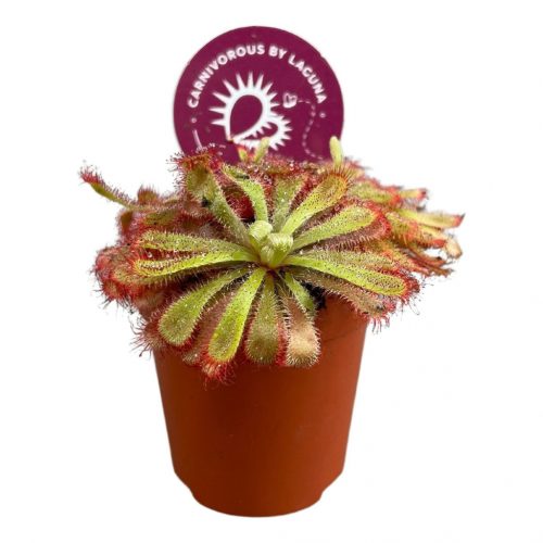  Drosera Aliciae - Fokföldi harmatfű