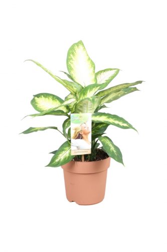 Dieffenbachia Camilla - Buzogányvirág