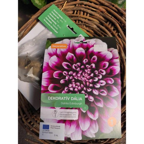 Dahlia Decorative Edinburgh - Dália virághagyma