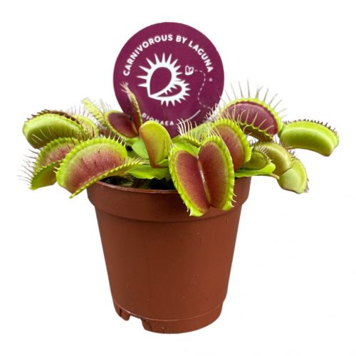 Dionaea Muscipula - Vénusz légycsapója