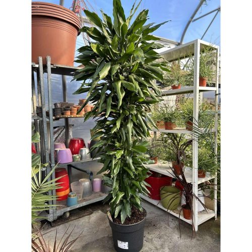 Dracaena 'Janet Lind Busch' - Sárkányfa