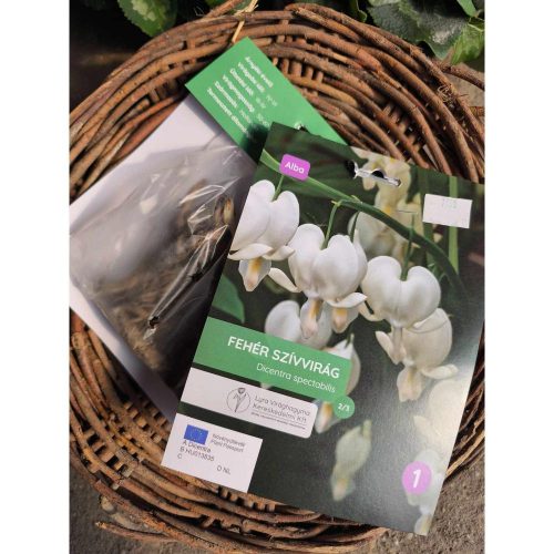 Dicentra spectabilis 'alba' - Szívvirág (fehér) virághagyma