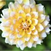 Dahlia Decorative 'Seattle' - Dália virághagyma