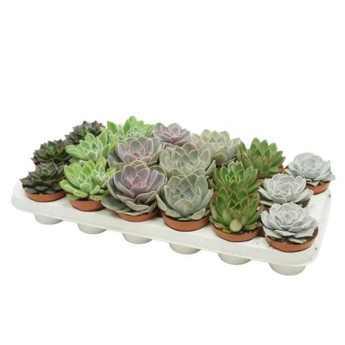 Echeveria - Kövirózsa mix