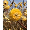 Edgeworthia chrysantha Honey Sunshine - Japán papírcserje