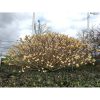 Edgeworthia chrysantha Honey Sunshine - Japán papírcserje