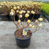 Edgeworthia chrysantha – Illatos virágú japán papírcserje