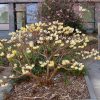 Edgeworthia chrysantha – Illatos virágú japán papírcserje