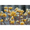 Edgeworthia chrysantha – Illatos virágú japán papírcserje