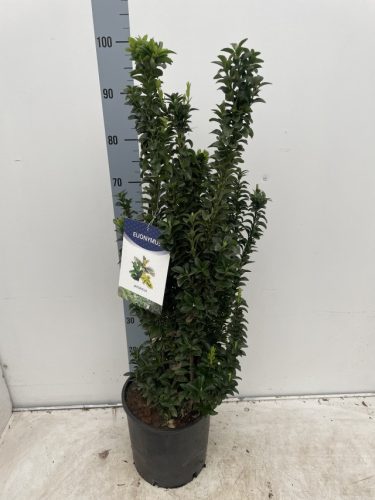 Euonymus japonicus Benkomasaki Erecta - Oszlopos japán kecskerágó