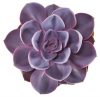 Echeveria 'Purple Pearl' - Kövirózsa