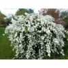 Exochorda macrantha 'The Bride' – Dúsvirágú gyöngyvirágcserje