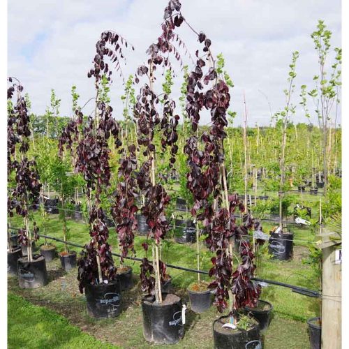 Fagus sylvatica 'Purple fountain' – Csüngőágú bükk