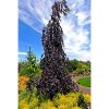 Fagus sylvatica 'Purple fountain' – Csüngőágú bükk