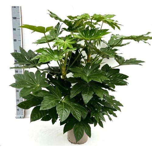 Fatsia japonica 'Touffe' - Japán arália (Szobaarália)