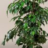 Ficus benjamina Danielle-Csüngő ágú fikusz