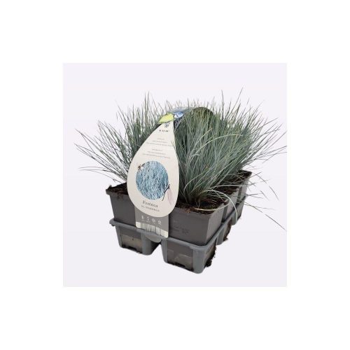 Festuca glauca 'Elijah Blue' - Kék csenkesz 6db/csomag