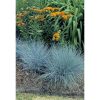 Festuca glauca 'Elijah Blue' - Kék csenkesz 6db/csomag