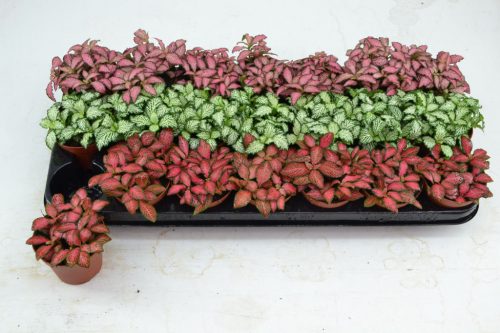 Fittonia mix '3 Colours' - Hálóslevél