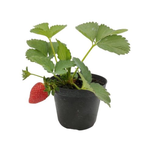 Fragaria 'Rifiorente' – Eper (folytontermő)